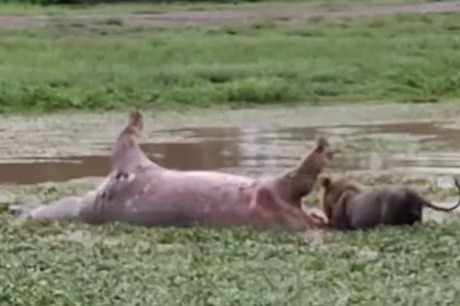 (SOUND)Dead hippopotamus farts on a lion's face