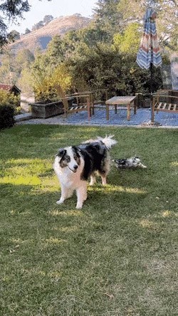 Border Collie Tired of Parenting