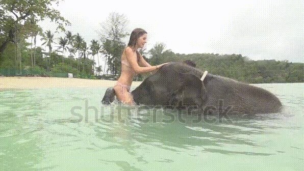 hhh woman on elephant's nose gif