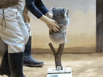 How to weigh a baby koala