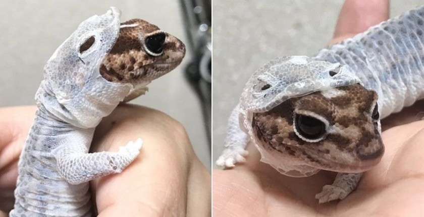 Lizard Asks Owner For Help With Her Skin