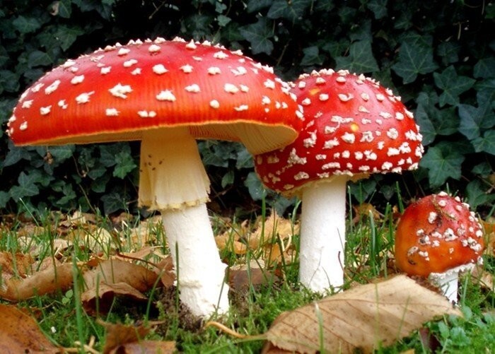 Surprisingly, it's poisonous mushroom.jpg.