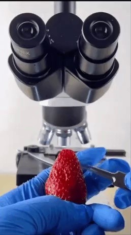 Unwashed Strawberry Microscope View