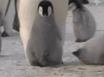 Penguin got wet while passing by and got angry