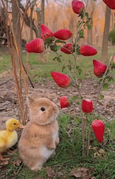 A rabbit eating strawberries