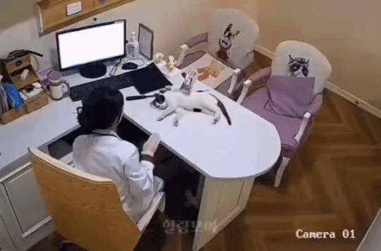 Animal hospital treatment CCTV