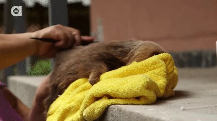 a bathing baby sloth