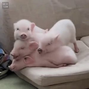The fact pig brothers