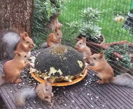 Squirrels' Sunflower Seed Feast