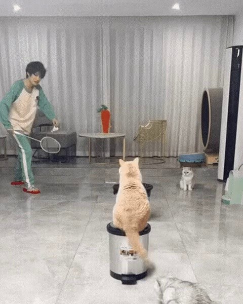 Badminton with Cats