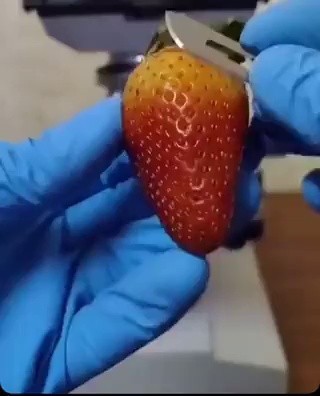 (SOUND)The reason why I only eat frozen strawberries