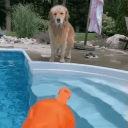 Retriever's characteristics after playing GIF