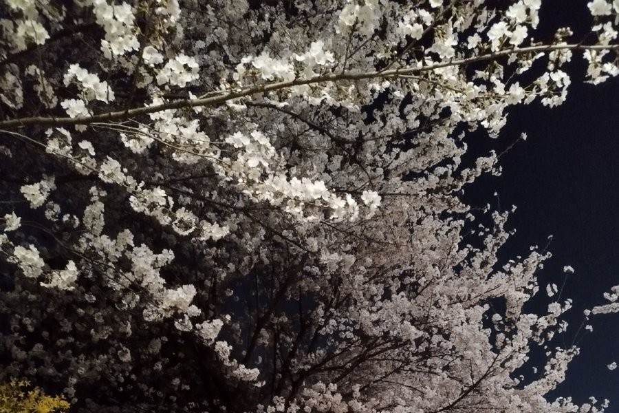 The cherry blossoms on the promenade in front of my house are pretty
