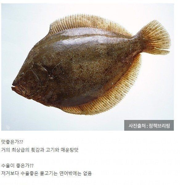 Best fish in human history jpg