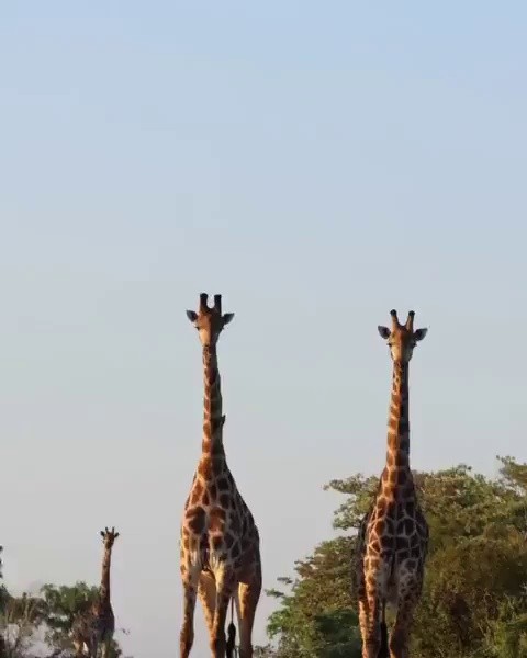 (SOUND)Giraffe size feeling ㄷGIFGIF
