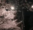 Cherry Blossom Rain Falling in Love