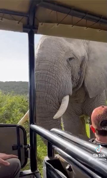 an elephant in front of one's eyes