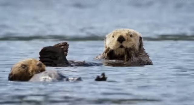 The sea otter modeled after the sea otter robot that turned its eyes