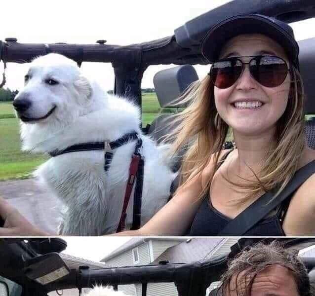 Driving with a dog in a convertible dogs