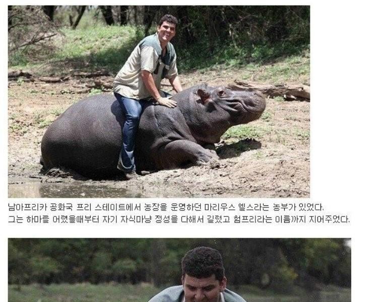 The man who raised the hippo for six years