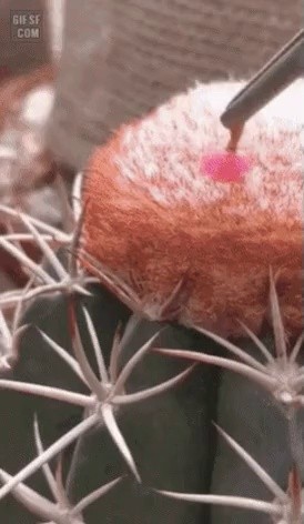 Exciting cactus fruit extraction