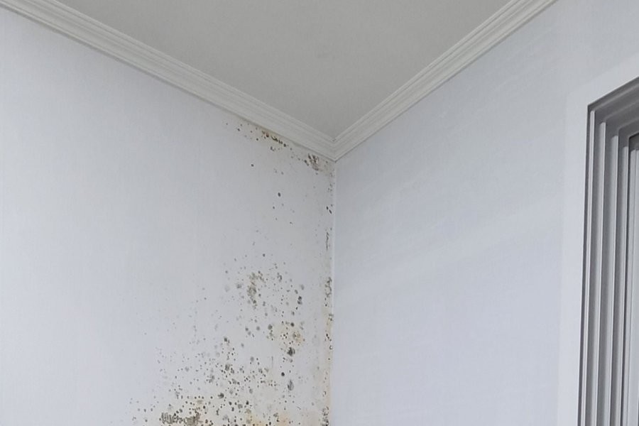 I lifted the bookshelf and found mold on the wall