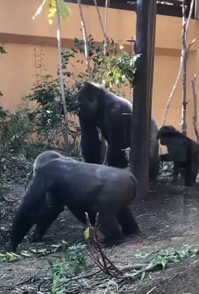 (SOUND)a female gorilla who seduces male gorillas