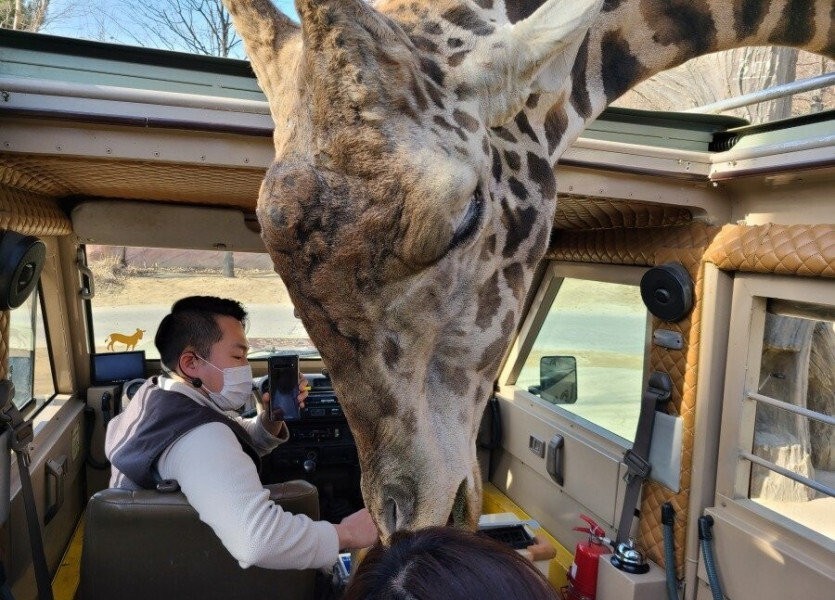 Realistic giraffe real size feeling jpg