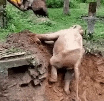 Helping an elephant with a forklift