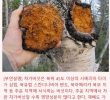 I know what mushrooms are on the birch tree, Yoo Hae Jin birch tree