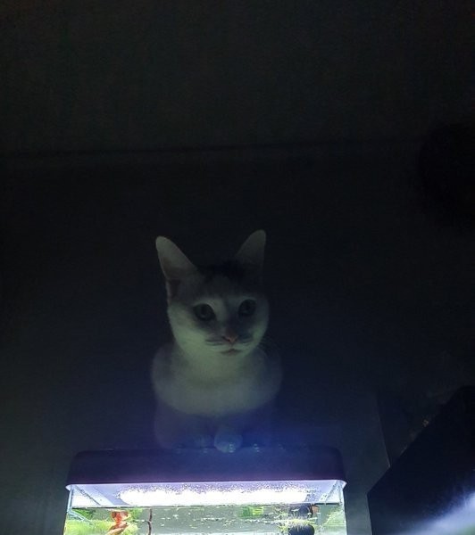 The reason why you have to turn off the lights in the fishbowl at night