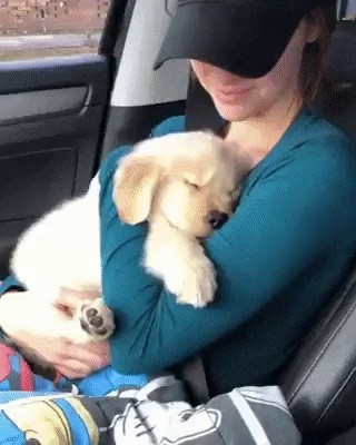 A baby retriever who sleeps in his arms