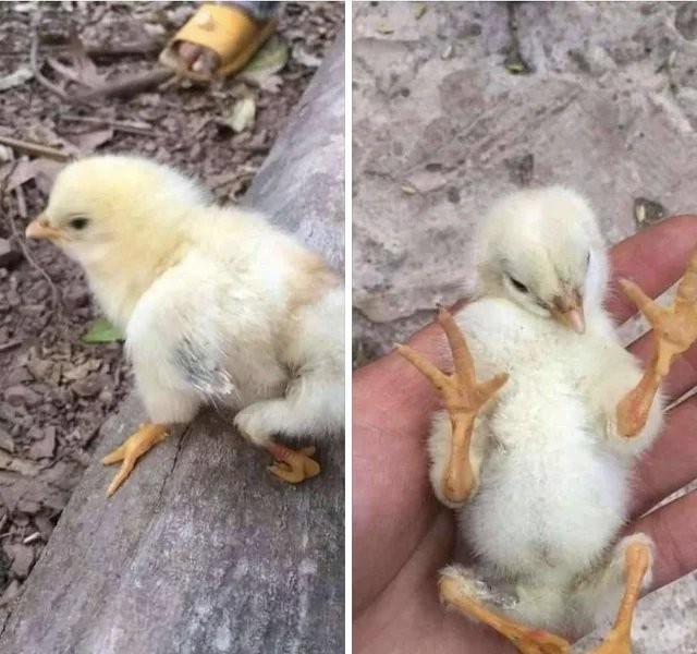 a genetically broken chick