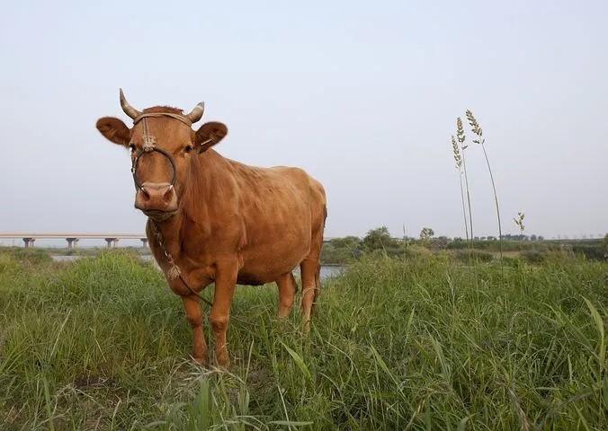 The animal that our ancestors carried to the mountain