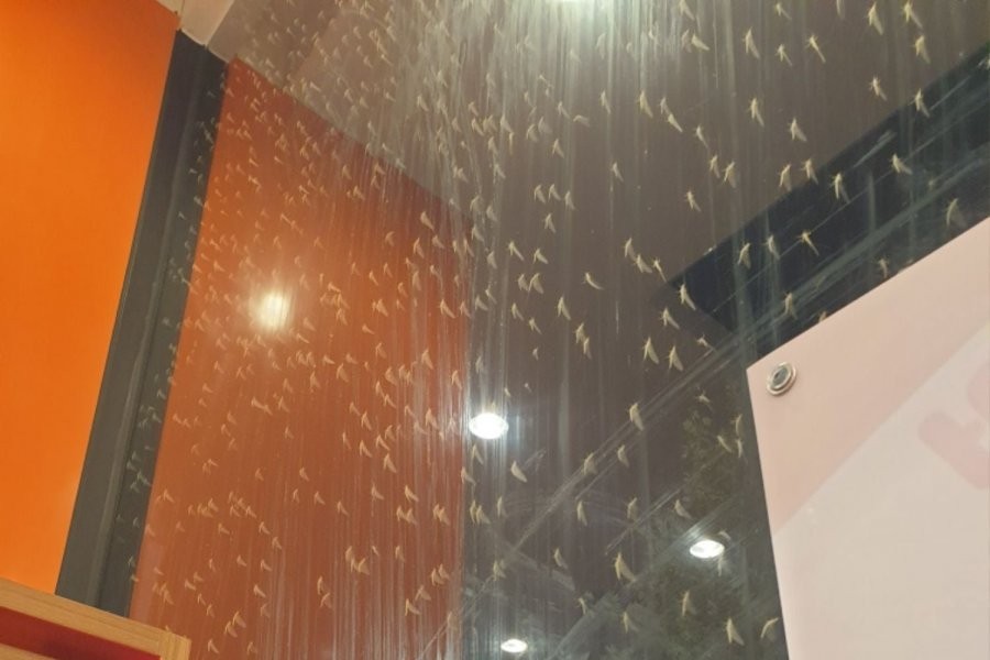 It's a restaurant near the sports complex and there are a lot of flying bugs