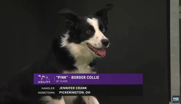 Border Collie Pink Agility Winner