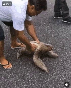 a sloth that greets the person who helped him