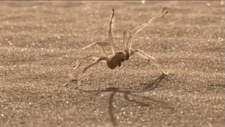 Gif, a spider that moves in a jolly manner
