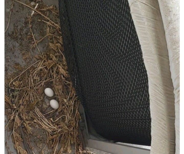 Pigeons lay eggs in the veranda