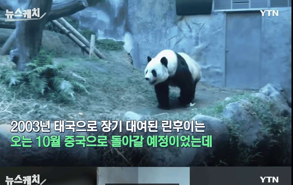 Updates on Thai Zoo Renting Panda to China