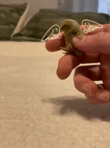 a comfortable baby bird