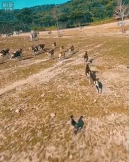 Goat who catches drone with kick. gif