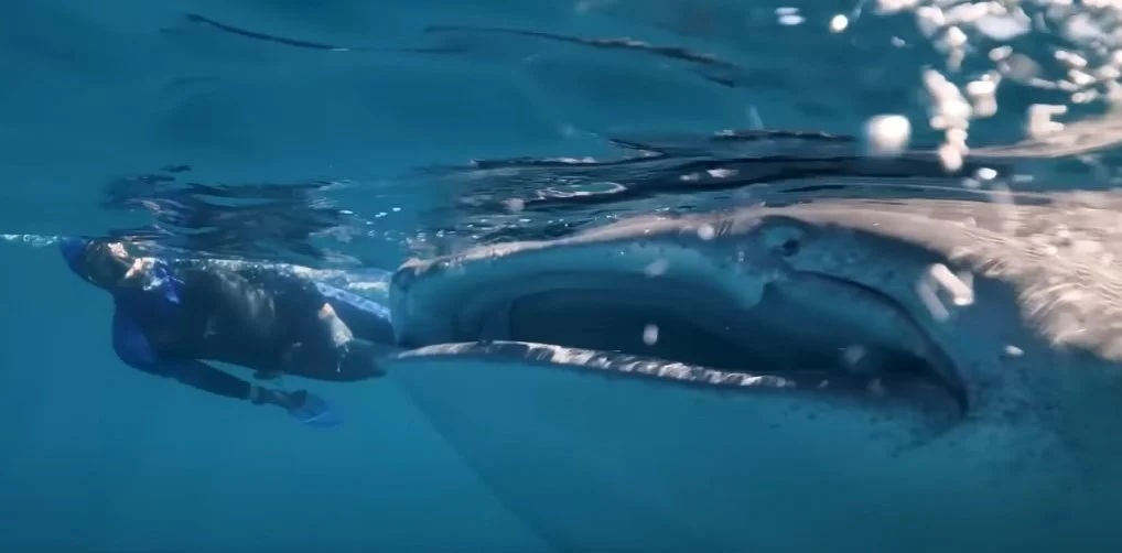 Whale shark mistaking scientist for cleaner