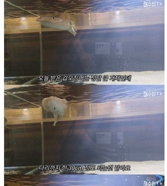 The reason why large cuttlefish cannot be raised in the aquarium