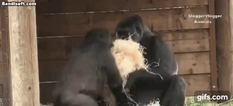 A son who's naughty to his mom. Gorilla