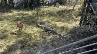 How to deal with crocodile encounters gif