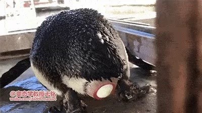 A video of a penguin laying eggs