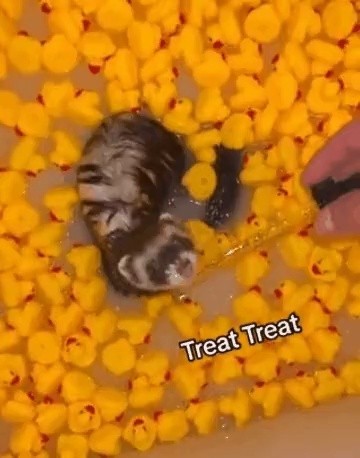 the process of bathing ferrets