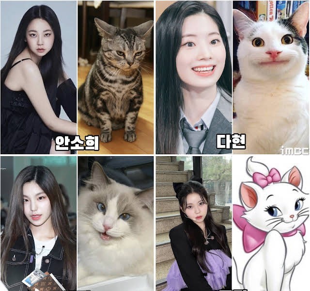 Other JYP bunny face, cat face, genealogy