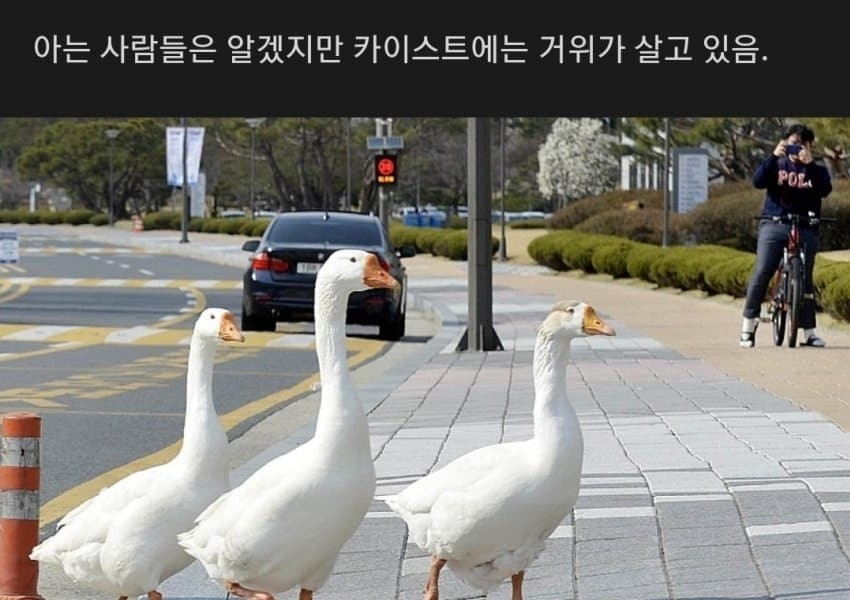 How are KAIST geese doing